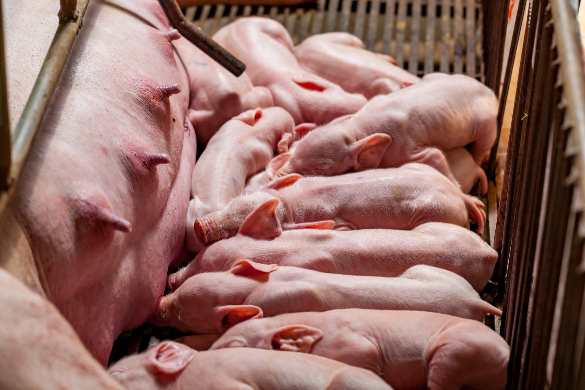 Voer Management Tijdens De Biggenopfok Nijsen