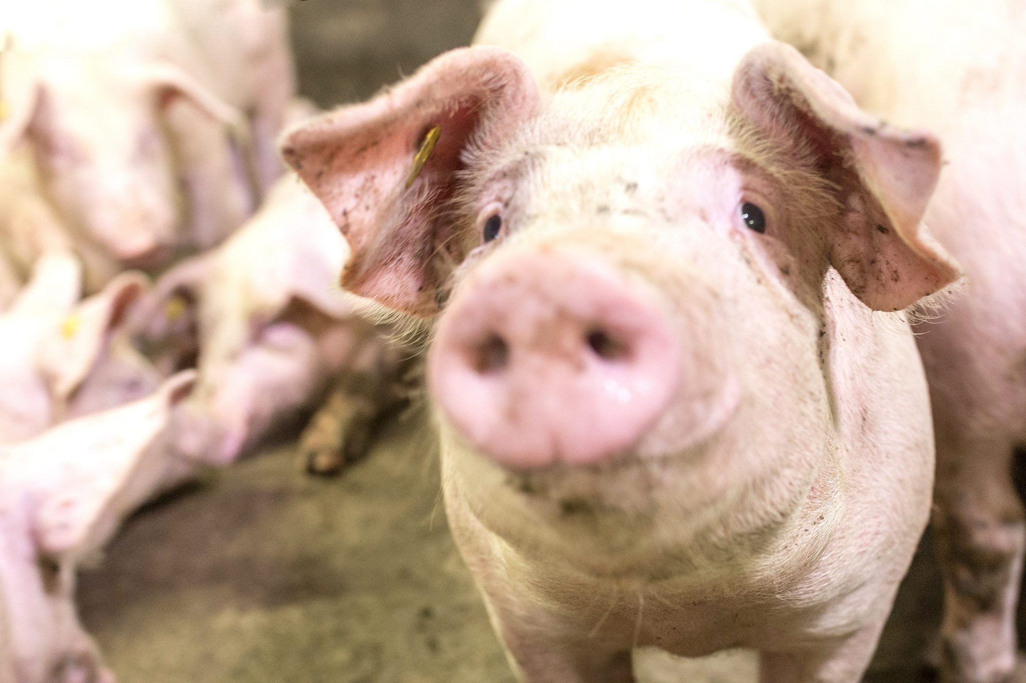 Voer Management Tijdens De Biggenopfok Nijsen